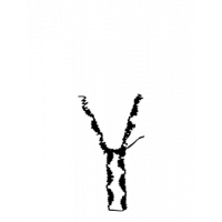 Glyph 155